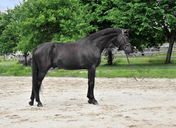 Zangersheider, Wallach, 8 Jahre, 174 cm, Rappe