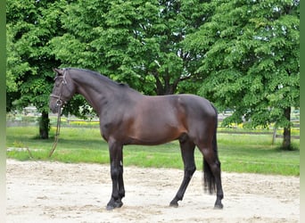 Zangersheider, Wallach, 8 Jahre, 174 cm, Rappe