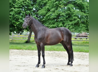 Zangersheider, Wallach, 8 Jahre, 174 cm, Rappe
