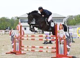Zangersheider, Wallach, 8 Jahre, 174 cm, Rappe