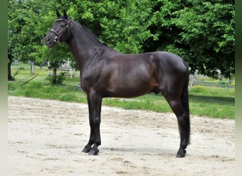 Zangersheider, Wallach, 8 Jahre, 174 cm, Rappe