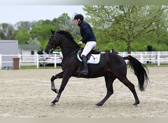 Zangersheider, Wallach, 8 Jahre, 174 cm, Rappe
