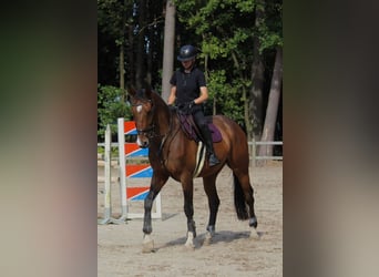 Zangersheider, Wallach, 8 Jahre, 175 cm, Dunkelbrauner