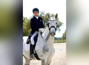 Zangersheider, Wallach, 8 Jahre, 176 cm, Schimmel