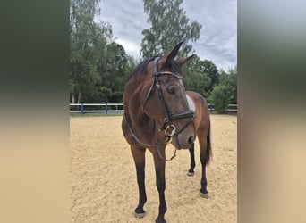 Zangersheider, Wallach, 8 Jahre, 180 cm, Brauner