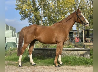 Zangersheider, Wallach, 9 Jahre, 158 cm, Fuchs