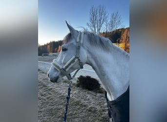 Zangersheider, Wallach, 9 Jahre, 165 cm, Schimmel