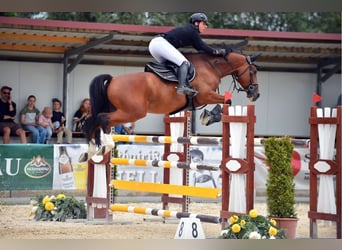 Zangersheider, Wallach, 9 Jahre, 170 cm, Brauner