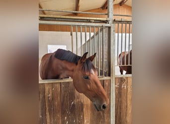 Zangersheider, Wallach, 9 Jahre, 170 cm, Brauner