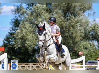Zangersheider, Wallach, 9 Jahre, 173 cm, Schimmel