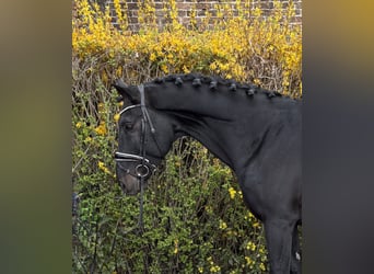 Zangersheider, Wallach, 9 Jahre, 177 cm, Rappe