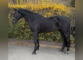 Zangersheider, Wallach, 9 Jahre, 177 cm, Rappe