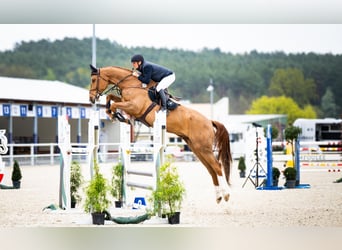 Zangersheider, Wallach, 9 Jahre, 180 cm, Fuchs