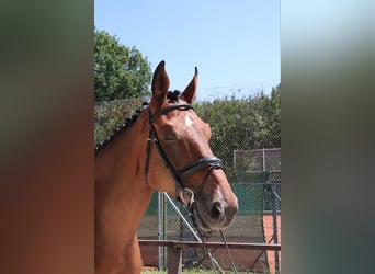 Zangersheider, Wallach, 9 Jahre, 181 cm, Brauner