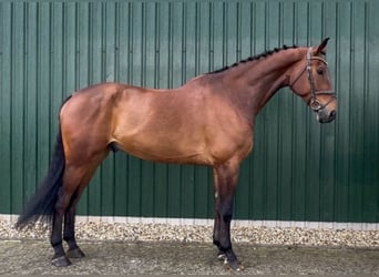 Zangersheider, Wallach, 9 Jahre, Brauner