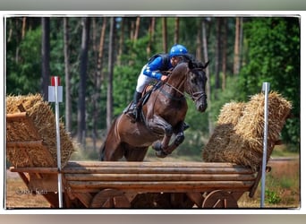 Zangersheider, Wallach, 9 Jahre, Rappe