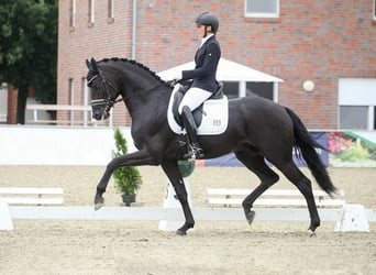Oldenburg, Stallion, 7 years, 16.2 hh, Brown