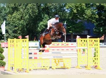 Koń westfalski, Ogier, 11 lat, 170 cm, Gniada