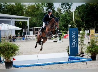 Westfaal, Hengst, 11 Jaar, 170 cm, Bruin