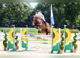 Westfaliano, Stallone, 12 Anni, 170 cm, Baio