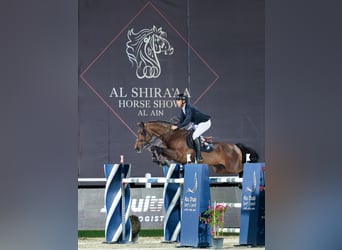 Westfaliano, Stallone, 12 Anni, 170 cm, Baio