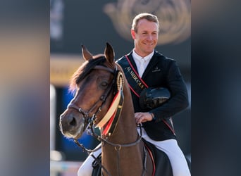 Westfaliano, Stallone, 12 Anni, 170 cm, Baio