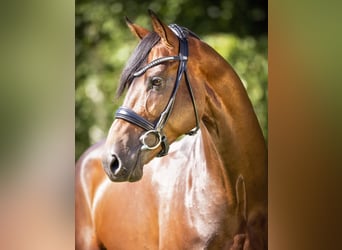 Westfaliano, Stallone, 12 Anni, 170 cm, Baio