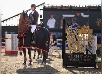 Westfaliano, Stallone, 12 Anni, 170 cm, Baio