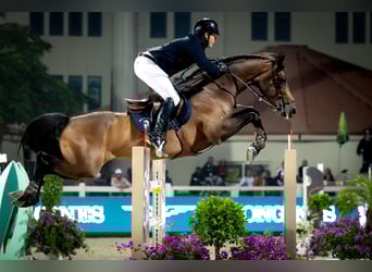 Westfaliano, Stallone, 12 Anni, 170 cm, Baio