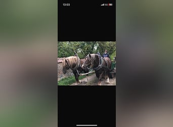 Zuidduits Koudbloed, Hengst, 11 Jaar, 170 cm, Donkere-vos