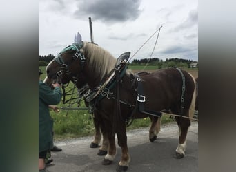 Zuidduits Koudbloed, Hengst, 12 Jaar, 170 cm, Donkere-vos