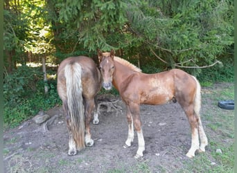 Zuidduits Koudbloed, Hengst, 1 Jaar, Vos