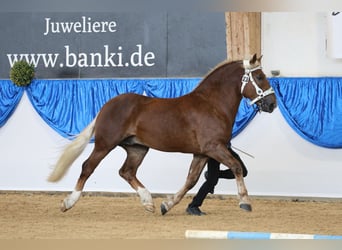 Zuidduits Koudbloed, Hengst, 2 Jaar, 168 cm, Donkere-vos