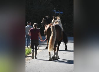 Zuidduits Koudbloed, Hengst, 3 Jaar, 165 cm, Donkere-vos