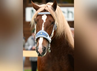 Zuidduits Koudbloed, Hengst, 7 Jaar, Donkere-vos