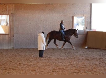 Zuidduits Koudbloed, Hengst, 7 Jaar, Donkere-vos