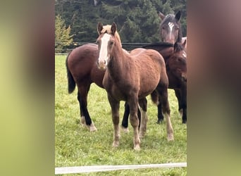 Zuidduits Koudbloed, Hengst, Veulen (05/2026), Donkere-vos