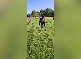 Zuidduits Koudbloed, Hengst, veulen (04/2024), Zwart