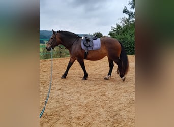 Zuidduits Koudbloed, Merrie, 11 Jaar, 163 cm, Donkerbruin