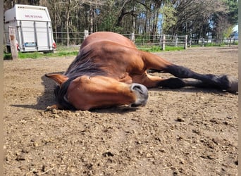 Zuidduits Koudbloed, Merrie, 13 Jaar, 162 cm, Bruin