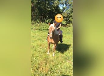 Zuidduits Koudbloed, Merrie, 16 Jaar, 155 cm, Vos