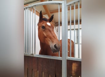 Zuidduits Koudbloed, Merrie, 18 Jaar, 165 cm, Bruin