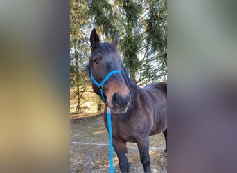 Zuidduits Koudbloed, Merrie, 20 Jaar, 165 cm, Donkerbruin