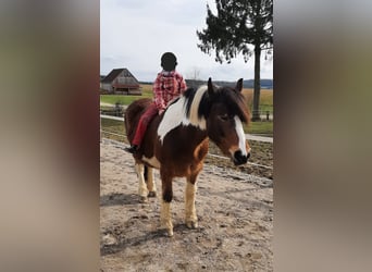 Zuidduits Koudbloed Mix, Merrie, 21 Jaar, 149 cm, Gevlekt-paard