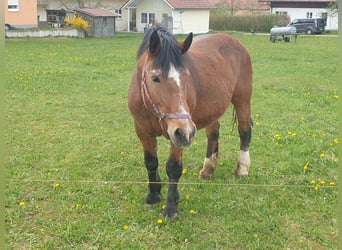 Zuidduits Koudbloed, Merrie, 29 Jaar, 169 cm, Bruin
