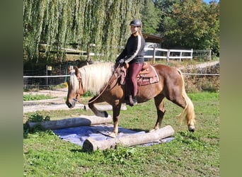 Süddeutsches Kaltblut, Stute, 4 Jahre, 160 cm, Dunkelfuchs