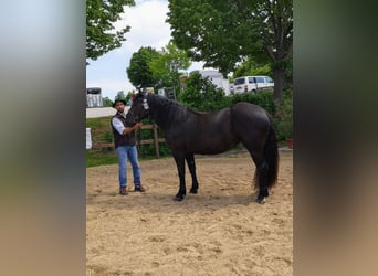 Zuidduits Koudbloed, Merrie, 5 Jaar, 160 cm, Zwart