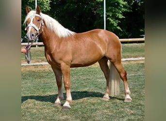 Zuidduits Koudbloed, Merrie, 5 Jaar, 162 cm, Vos