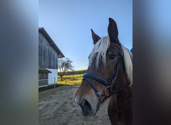 Zuidduits Koudbloed, Merrie, 6 Jaar, 165 cm, Donkere-vos
