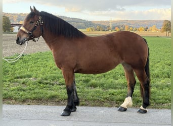 Zuidduits Koudbloed, Merrie, 7 Jaar, 160 cm, Bruin
